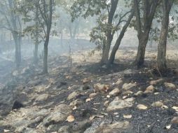 Al menos 12 héctareas de la zona se vieron afectadas, principalmente pastizal, hojarasca y matorral. TWITTER / @SemadetJal