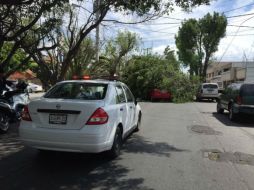 Catorce de los árboles caídos se encontraban en Zapopan. TWITTER / @UMPCyBZ