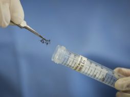 El desarrollo de la vacuna es un ''imperativo'', especialmente para embarazadas y mujeres en edad de ser gestantes, dice la OMS. AP / ARCHIVO