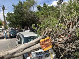 En total se han recibido 30 reportes y cuadrillas de Parques y Jardines y bomberos de Zapopan resuelven los problemas. TWITTER / @UMPCyBZ
