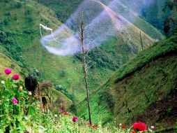 Fumigación en un campo de amapola. AFP / ARCHIVO