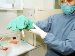 El estudio permite avanzar en un campo de interés para la medicina regenerativa y para entender el proceso del cáncer. NTX / ARCHIVO