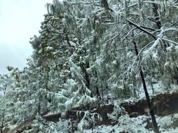 Algunos de los municipios incluidos en la declaratoria de emergencia son Arandas, Mezquitic, Mascota, entre otros. TWITTER / @RobertoLopezJal