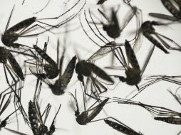 Los hondureños deben redoblar los esfuerzos para combatir al mosquito transmisor del zika. AP / ARCHIVO