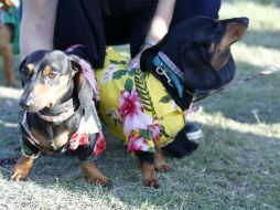 Los perros portaron coloridos trajes con flores. EFE / J. Roibás