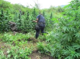 Los sembradíos destruidos fueron localizados en distintos lugares. EL INFORMADOR / ARCHIVO