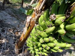 Las láminas biodegradables poseen una propiedad térmica al estar hechas de manera natural. EL INFORMADOR / ARCHIVO