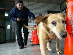 Son elementos de la Agencia de Investigación Crimina, incluido el can, quienes localizan los estupefacientes. EL INFORMADOR / ARCHIVO