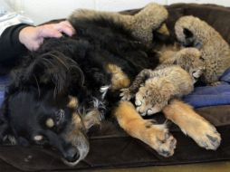 'Blakely' se relaja junto a las crías, que nacieron el 8 de marzo. AP /  Cincinnati Zoo/M. Curley