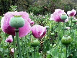 Aseguran que la regularización es factible aún cuando México es parte de la Convención única sobre Estupefacientes. AFP / ARCHIVO