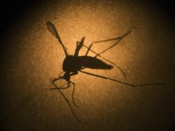 Son 13 los municipios afectados en donde se han registrado los casos. AFP / ARCHIVO