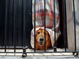 Es importante determinar qué tipo de servicios requiere tu mascota. EL INFORMADOR / ARCHIVO