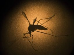 Piden mantener relaciones sexuales protegidas con personas que hayan viajado a zonas afectadas. AP / ARCHIVO