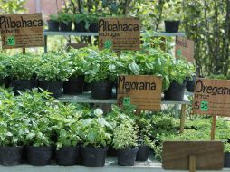 'Las hierbas están afuera, es algo natural', menciona el experto. NTX / ARCHIVO