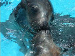 Se recomienda que tanto el macho como la hembra pasen el mayor tiempo en las piscinas. EFE / ARCHIVO