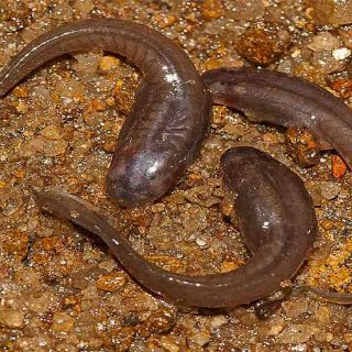 Hallan una nueva especie de renacuajo de rana danzante en la India