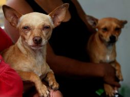 Los 126 perros rescatados son entregados a una protectora de animales, para su guarda, custodia y rehabilitación. EL INFORMADOR / ARCHIVO