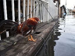 ''María'' azotó Puerto Rico la madrugada del miércoles soplando su furia de categoría 4 y dejó la isla con inundaciones.