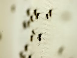 El año pasado Jalisco cerró con más de dos mil casos de dengue, y se prevé que este 2016 presente más casos. NTX / ARCHIVO