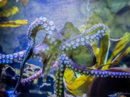 Empujó y se metió por un diminuto agujero en la red que cubría su tanque. AP /