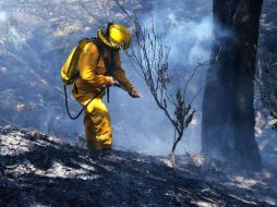 Un total de 15 mil 600 litros fueron arrojados en una superficie de 12.6 hectáreas. EL INFORMADOR / ARCHIVO
