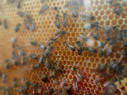 Los apicultores del país establecieron un nuevo récord y en 2015 consiguieron la mayor exportación de miel de los últimos 25 años. EL INFORMADOR / ARCHIVO