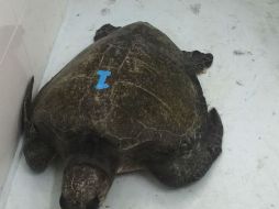 Lor organismos gelatinosos encontrados en los intestinos de las tortugas provocaron la asfixia. NTX / CORTESÍA