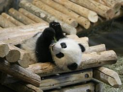 Los pequeños ''Deseo'' y ''Alegría'' tienen ahora seis meses de edad y gozan de perfecta salud. NTX / I. Inclán