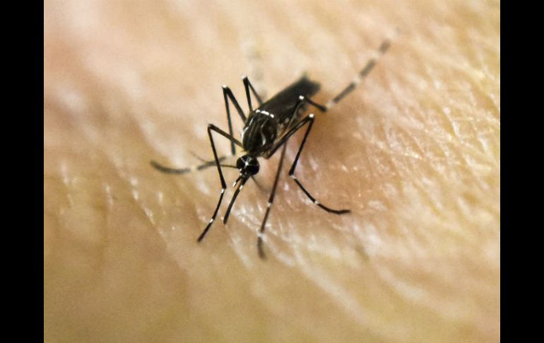 Brasil tenía problemas para sostener sus esfuerzos rutinarios de erradicación. AFP / ARCHIVO