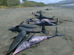 Los cetáceos de la especie nariz botella son de color gris azulado y tienen el cuerpo delgado. EFE /