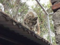 El lince habría muerto por exceso de anestesia. FACEBOOK / Fundación TIERRA NUEVA por los Animales