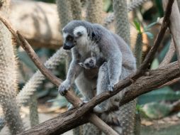 Las crías se aferraban a sus madres y se escondían entre el pelaje. AP / J. Larsen