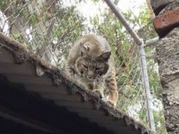 El lince habría fallecido de un paro cardiorespiratorio derivado de una mala aplicación de sedantes. FACEBOOK / Fundación TIERRA NUEVA por los Animales