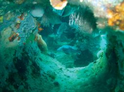 En la travesía identificaron una gran zona de algas coralinas y altos niveles de partículas de suspensión. EFE / ARCHIVO