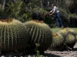Las principales plantas endémicas más populares de la región de Sonora son las cactáceas. AP / ARCHIVO
