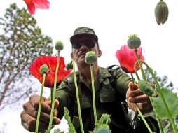 Los efectivos federales erradican casi 524 mil 425 plantas de los sembradíos hallados en tres terrenos. AFP / ARCHIVO