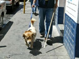 Es indispensable visitar al veterinario al menos dos veces por año. EL INFORMADOR / ARCHIVO
