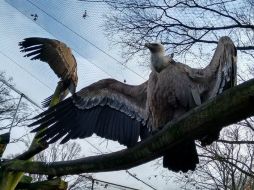La única pareja estable entre la población de buitres del parque son la formada por los machos Isis y Nordhorn. FACEBOOK / Tierpark Nordhorn