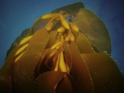 El alga es una fuerte atractiva de biomasa para ser procesada y crear combustibles renovables y químicos. EFE / ARCHIVO