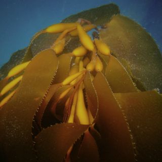 Investigan un alga australiana como biocombustible para aviones