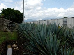En breve lanzarán dos plataformas digitales una para adquirir paquetes turísticos de manera electrónica y otra con National Geographic. EL INFORMADOR / E. Barrera