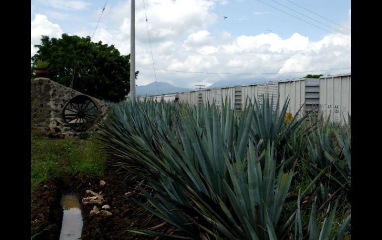 En breve lanzarán dos plataformas digitales una para adquirir paquetes turísticos de manera electrónica y otra con National Geographic. EL INFORMADOR / E. Barrera