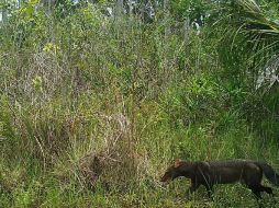 Frankfurt Zoological Society Perú logró captar imágenes del ejemplar de esta rara especie. EFE /