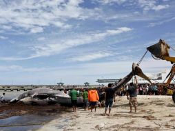 Se tardó dos días para utilizar una excavadora para fragmentar la ballena. SUN / L. Hernández