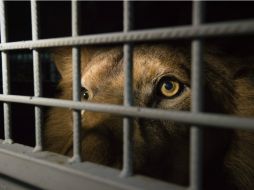 Los animales vivieron en jaulas pequeñas en la parte posterior de camiones durante toda su vida. AFP /