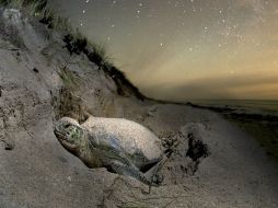 La temporada de arribazón de tortugas lora generalmente es en abril, mayo y junio, considerados más importantes. NTX / ARCHIVO