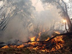 Entre los municipios más afectados por quemas se encuentran Zapopan, Tala, Mazamitla, Tequila y Ciudad Guzmán. NTX / ARCHIVO
