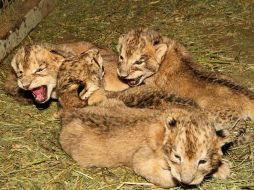 Los nuevos inquilinos del zoológico y sus progenitores están recibiendo monitoreo constante. NTX / ESPECIAL