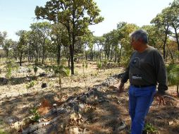 Teódulo Franco Martínez, director de Restauración y Conservación en el Área de Protección de Flora y Fauna, muestra un pino de 4 años. EL INFORMADOR / E. Barrera