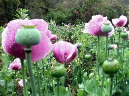 La regulación de la mariguana abrirá la puerta a legislar sobre amapola, ya que se busca un cambio en el tema de drogas. AFP / ARCHIVO
